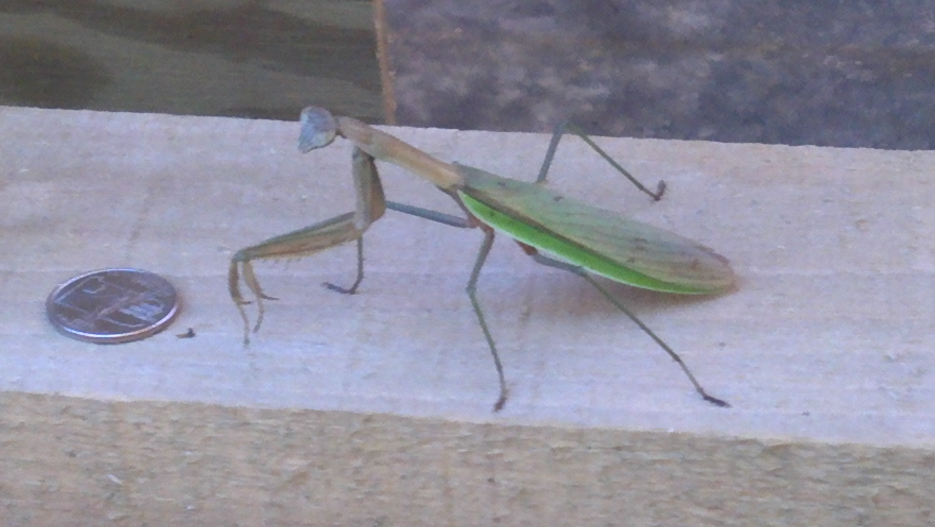 Praying Mantis